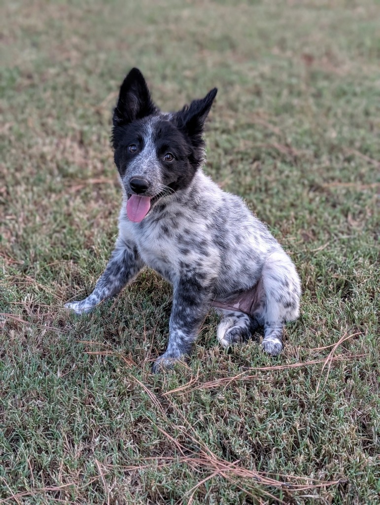 Stella Bella