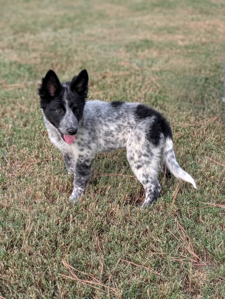 Stella Bella
