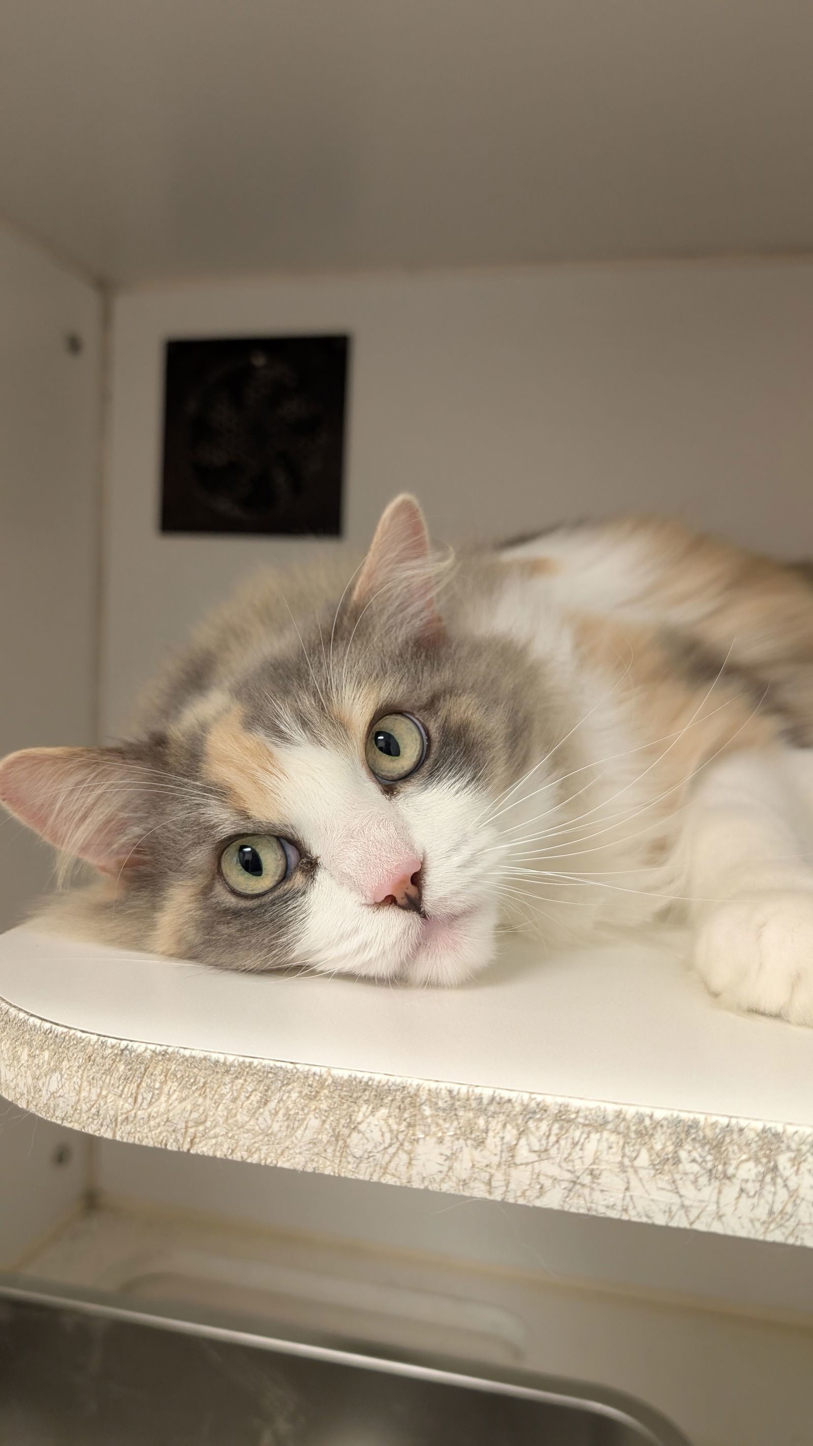 Lola, an adoptable Ragdoll in Columbus, OH, 43211 | Photo Image 1