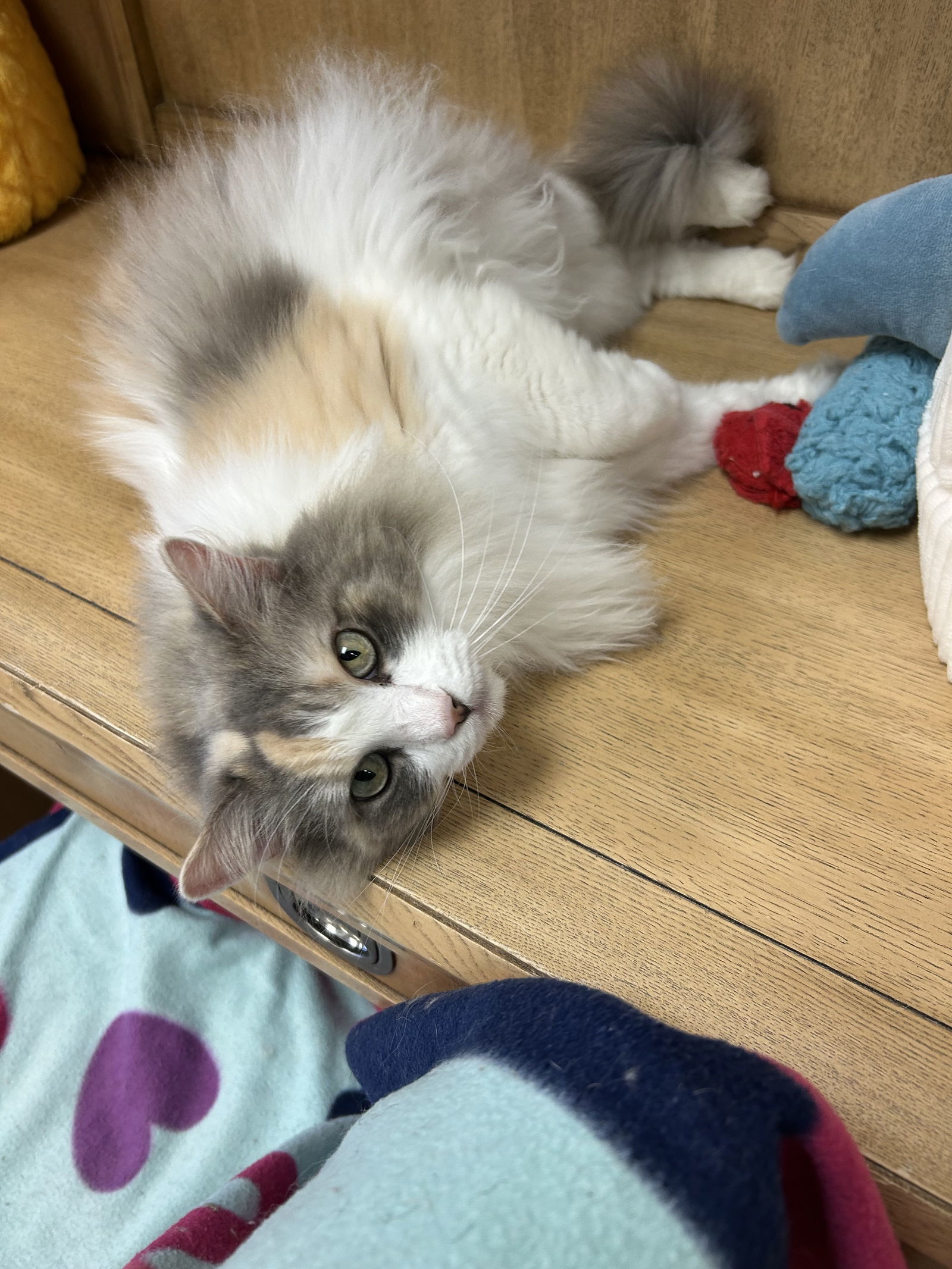 Lola, an adoptable Ragdoll in Columbus, OH, 43211 | Photo Image 2