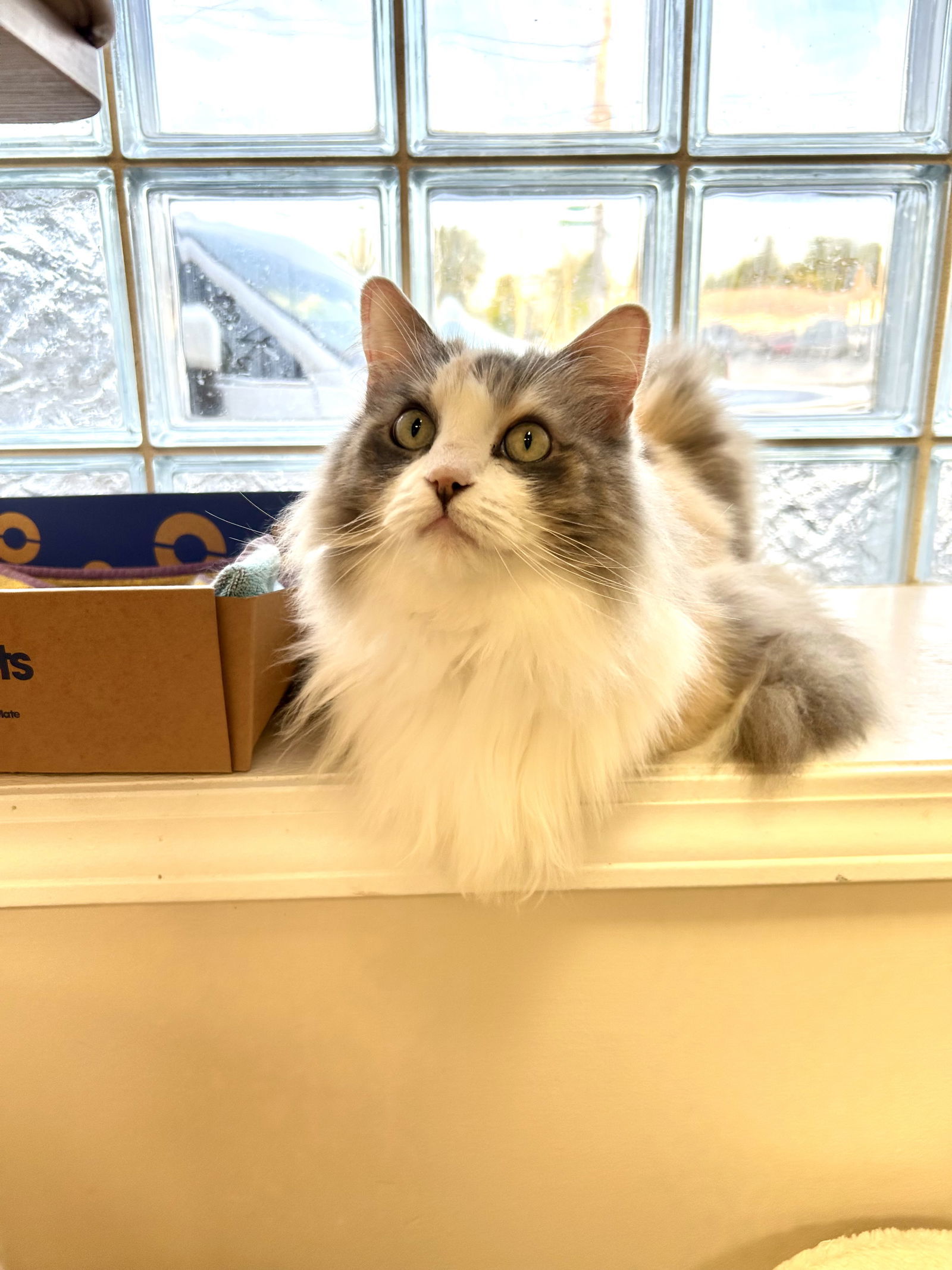 Lola, an adoptable Ragdoll in Columbus, OH, 43211 | Photo Image 3