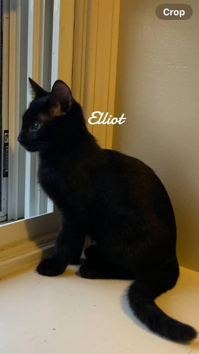 Elliot