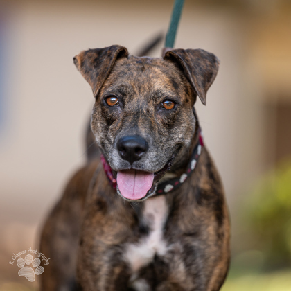 Lizzie, an adoptable Hound, Mixed Breed in Honolulu, HI, 96826 | Photo Image 1