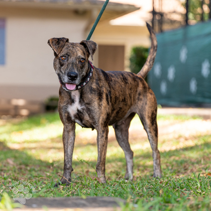 Lizzie, an adoptable Hound, Mixed Breed in Honolulu, HI, 96826 | Photo Image 2