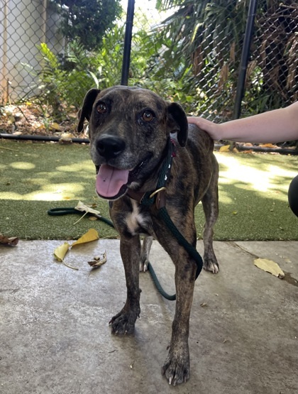 Lizzie, an adoptable Hound, Mixed Breed in Honolulu, HI, 96826 | Photo Image 3