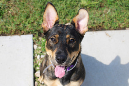 Stella