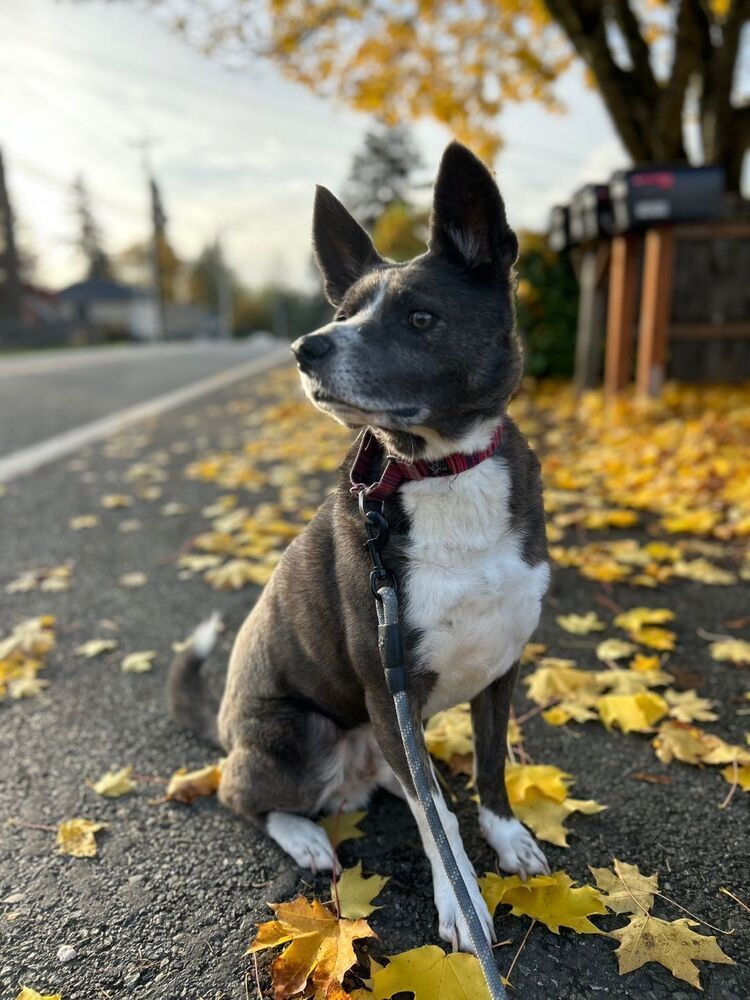 MUKGOO, an adoptable Basenji, Jindo in Langley, BC, V2Y 3K1 | Photo Image 1