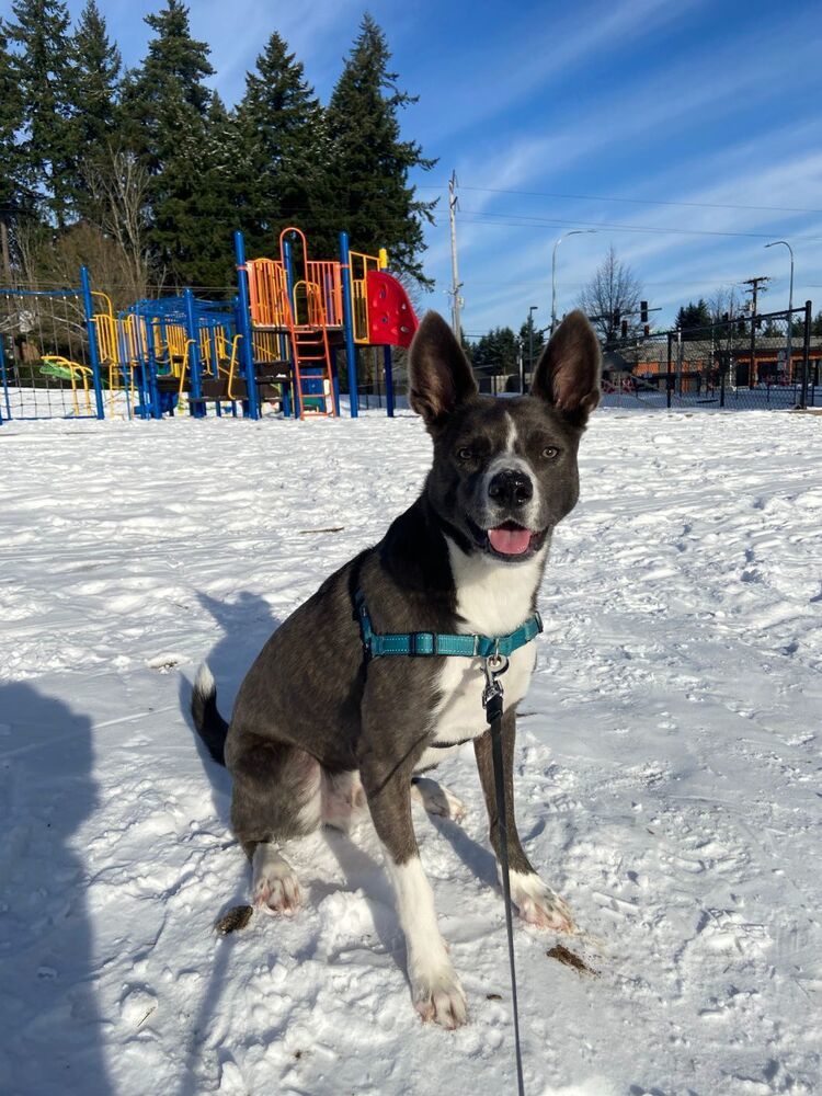 MUKGOO, an adoptable Basenji, Jindo in Langley, BC, V2Y 3K1 | Photo Image 2