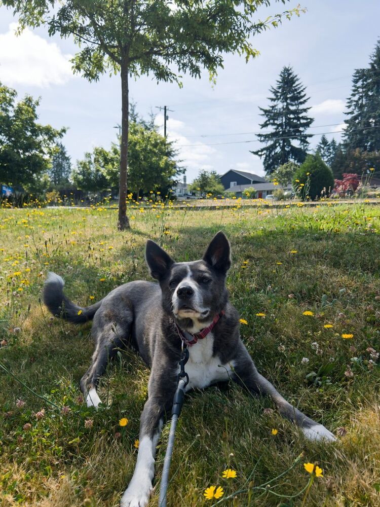 MUKGOO, an adoptable Basenji, Jindo in Langley, BC, V2Y 3K1 | Photo Image 3