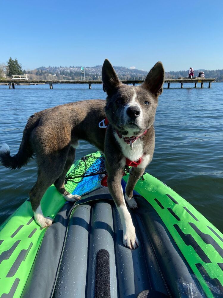 MUKGOO, an adoptable Basenji, Jindo in Langley, BC, V2Y 3K1 | Photo Image 4