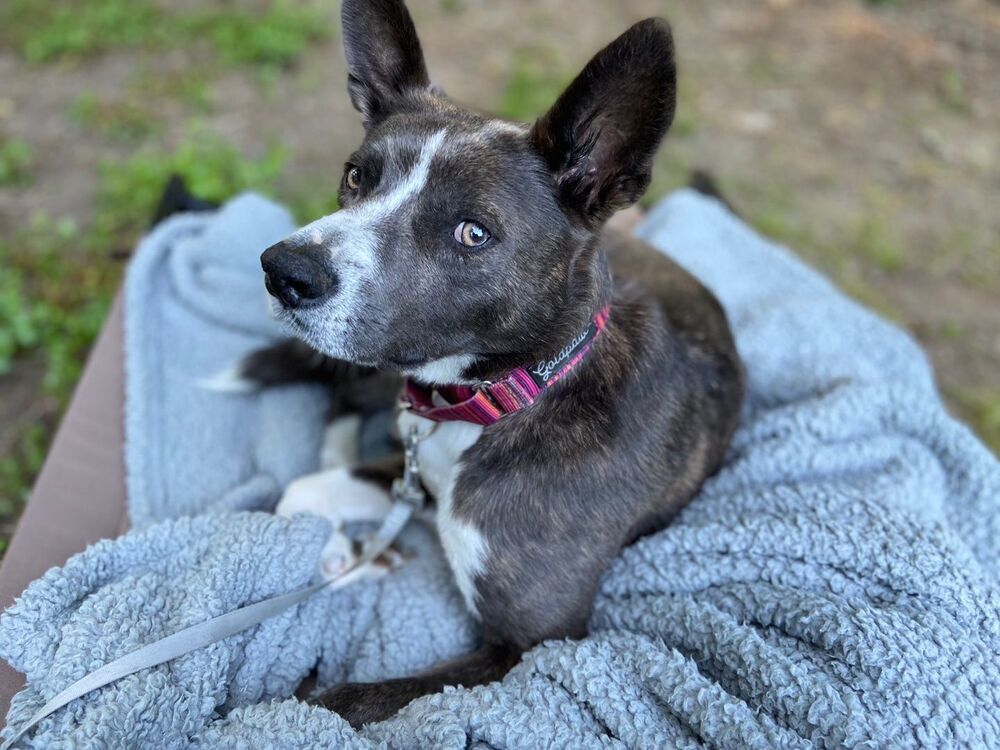 MUKGOO, an adoptable Basenji, Jindo in Langley, BC, V2Y 3K1 | Photo Image 5