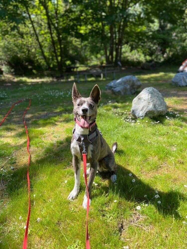 MUKGOO, an adoptable Basenji, Jindo in Langley, BC, V2Y 3K1 | Photo Image 6
