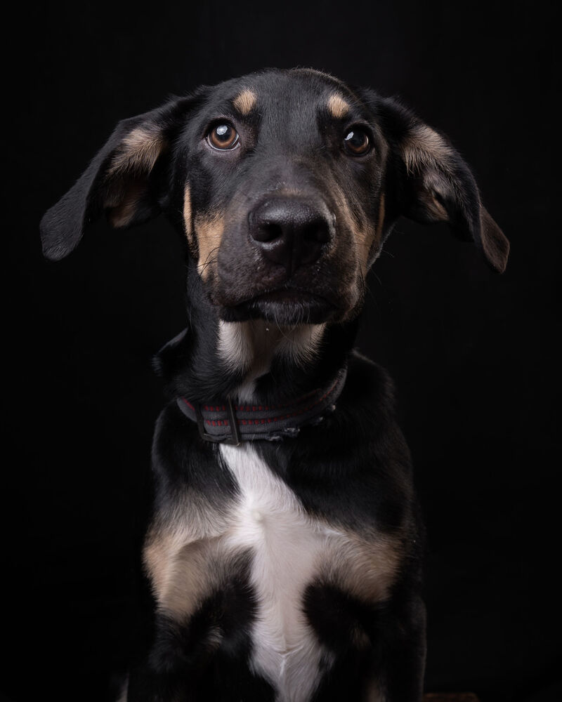 GARY, an adoptable Shepherd in Langley, BC, V2Y 3K1 | Photo Image 2