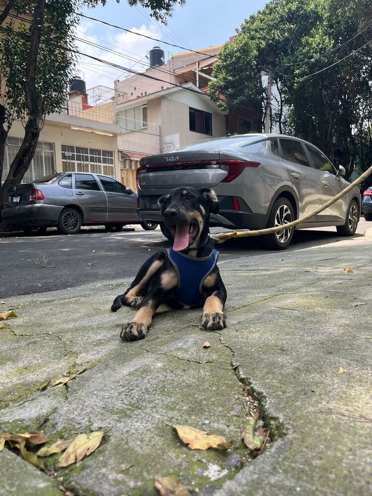 GARY, an adoptable Shepherd in Langley, BC, V2Y 3K1 | Photo Image 3