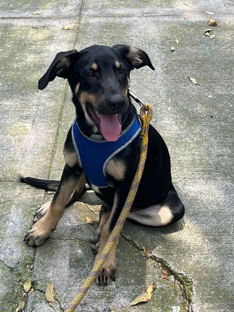 GARY, an adoptable Shepherd in Langley, BC, V2Y 3K1 | Photo Image 4