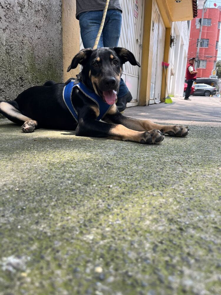 GARY, an adoptable Shepherd in Langley, BC, V2Y 3K1 | Photo Image 5