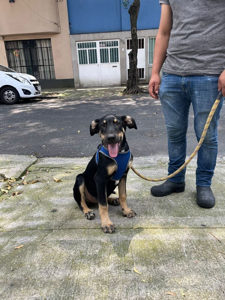 GARY, an adoptable Shepherd in Langley, BC, V2Y 3K1 | Photo Image 6