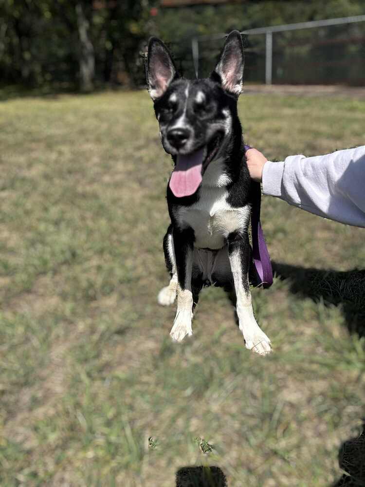 Seraphina
