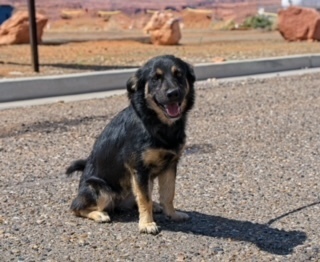 Fizzy Pop, an adoptable Mixed Breed in Page, AZ, 86040 | Photo Image 1