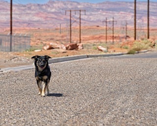 Fizzy Pop, an adoptable Mixed Breed in Page, AZ, 86040 | Photo Image 2