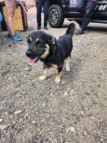 Fizzy Pop, an adoptable Mixed Breed in Page, AZ, 86040 | Photo Image 3