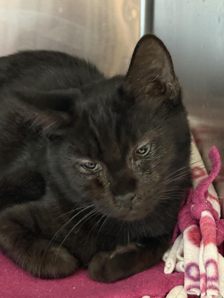 Midnight Louie Louie, an adoptable Domestic Short Hair in Ontario, OR, 97914 | Photo Image 1