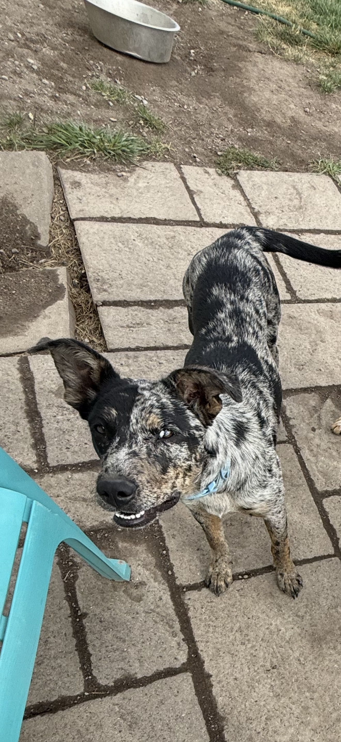 Jessie, an adoptable Australian Shepherd in Polson, MT, 59860 | Photo Image 1