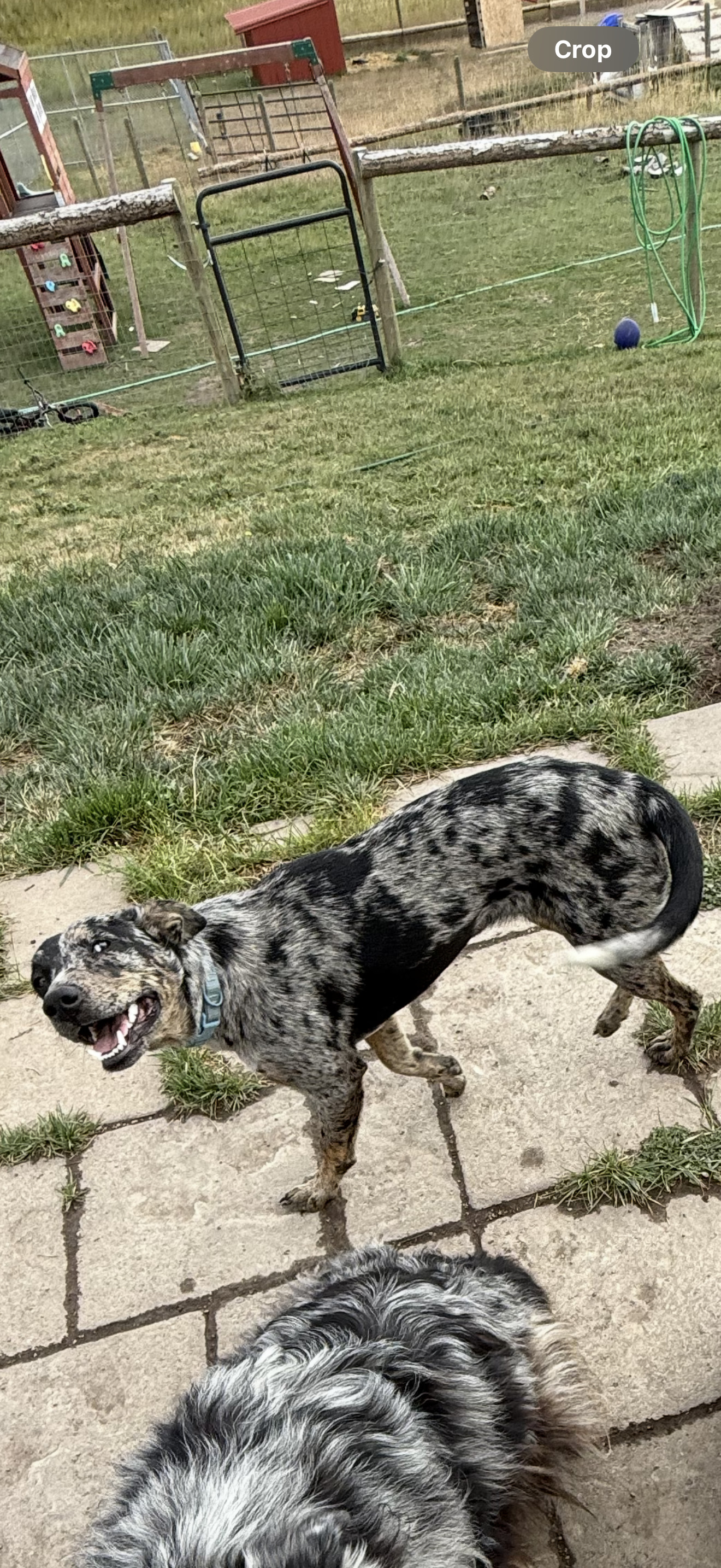 Jessie, an adoptable Australian Shepherd in Polson, MT, 59860 | Photo Image 2