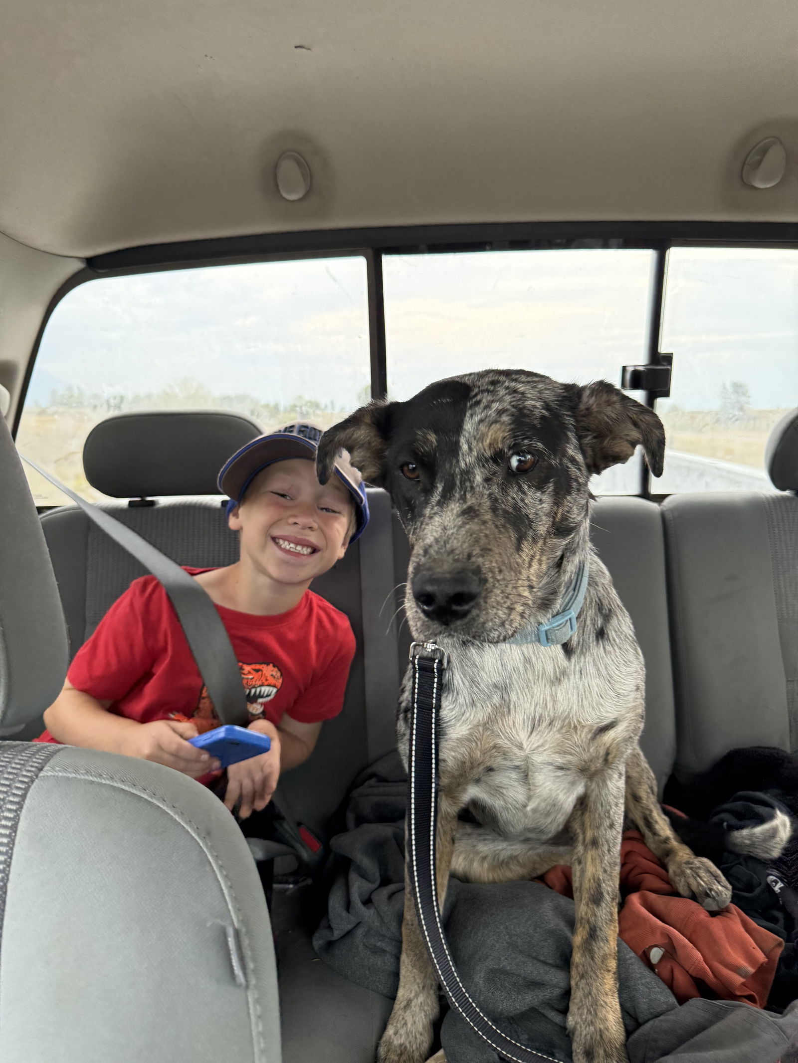 Jessie, an adoptable Australian Shepherd in Polson, MT, 59860 | Photo Image 3