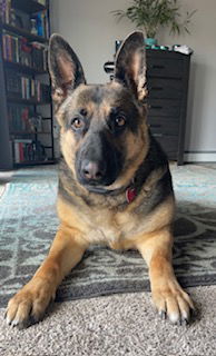 Grace, an adoptable German Shepherd Dog in Polson, MT, 59860 | Photo Image 2