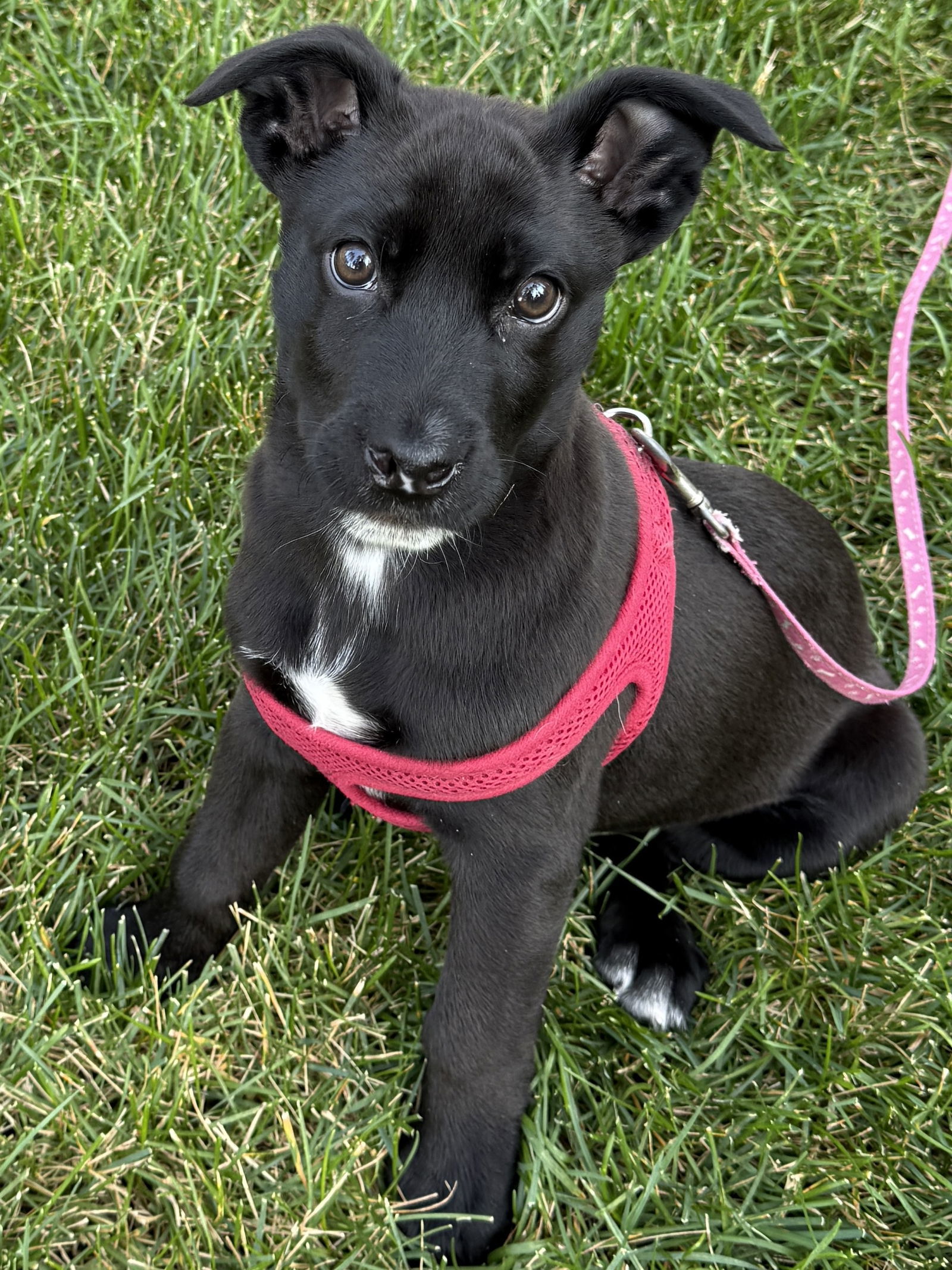 Harvest, an adoptable Australian Shepherd in Polson, MT, 59860 | Photo Image 1