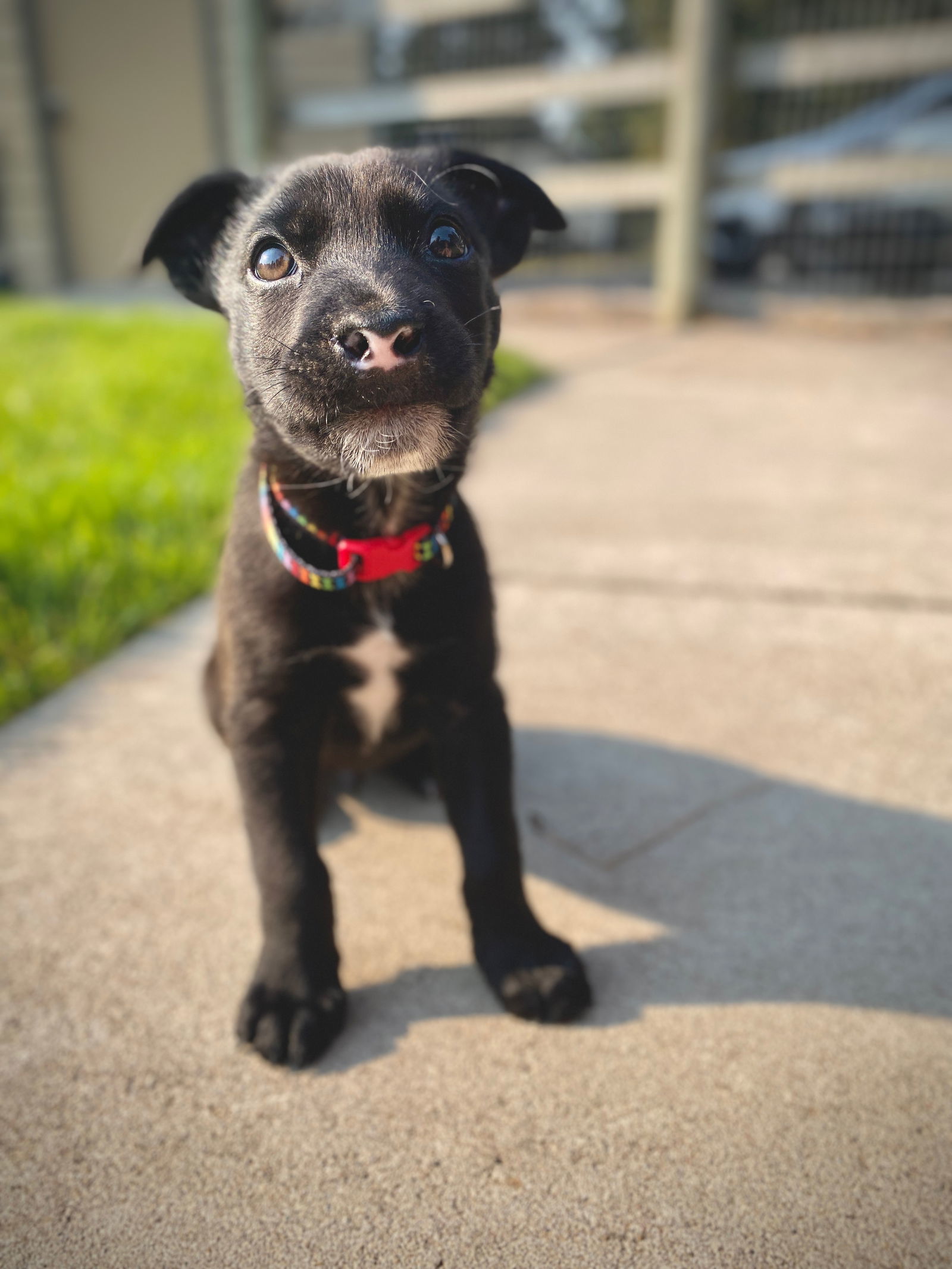Harvest, an adoptable Australian Shepherd in Polson, MT, 59860 | Photo Image 2