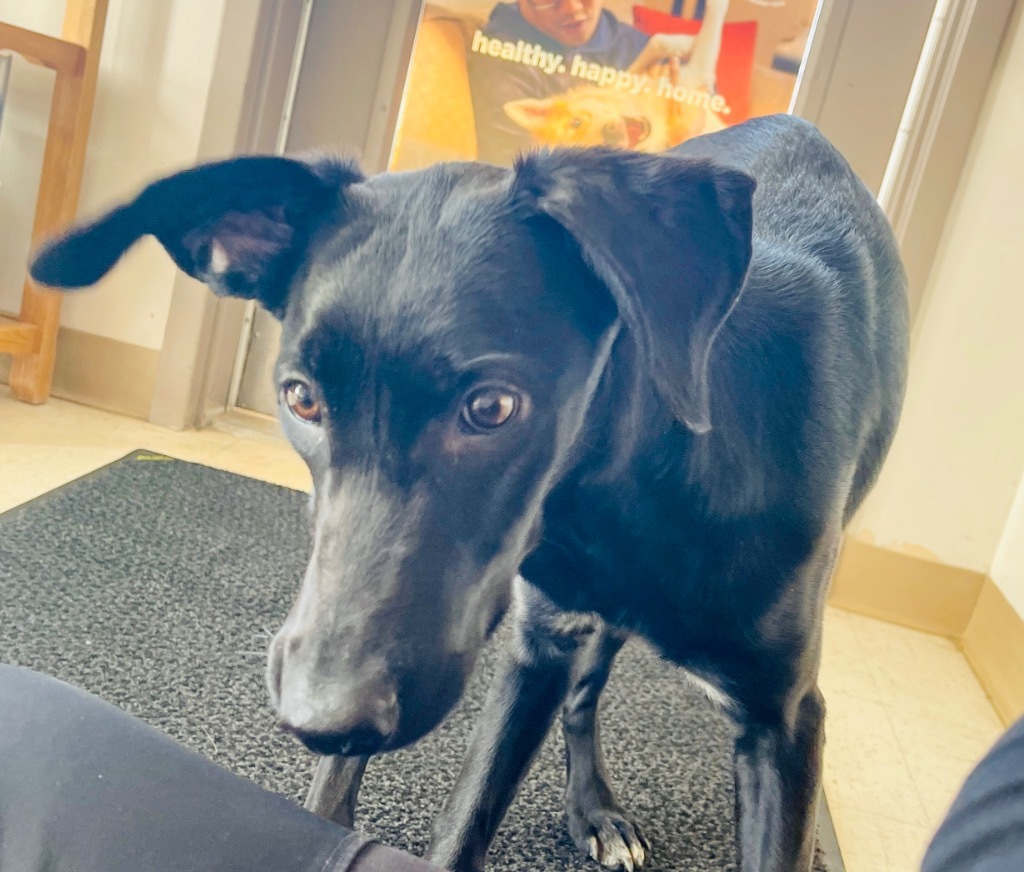 Lulu, an adoptable Black Labrador Retriever, Mixed Breed in Green River, WY, 82935 | Photo Image 2