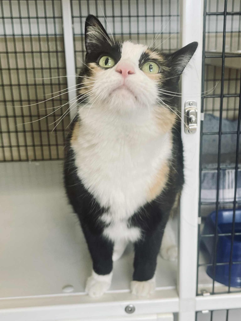 Mouser, an adoptable Domestic Medium Hair in Green River, WY, 82935 | Photo Image 2