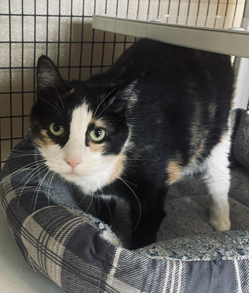 Mouser, an adoptable Domestic Medium Hair in Green River, WY, 82935 | Photo Image 3