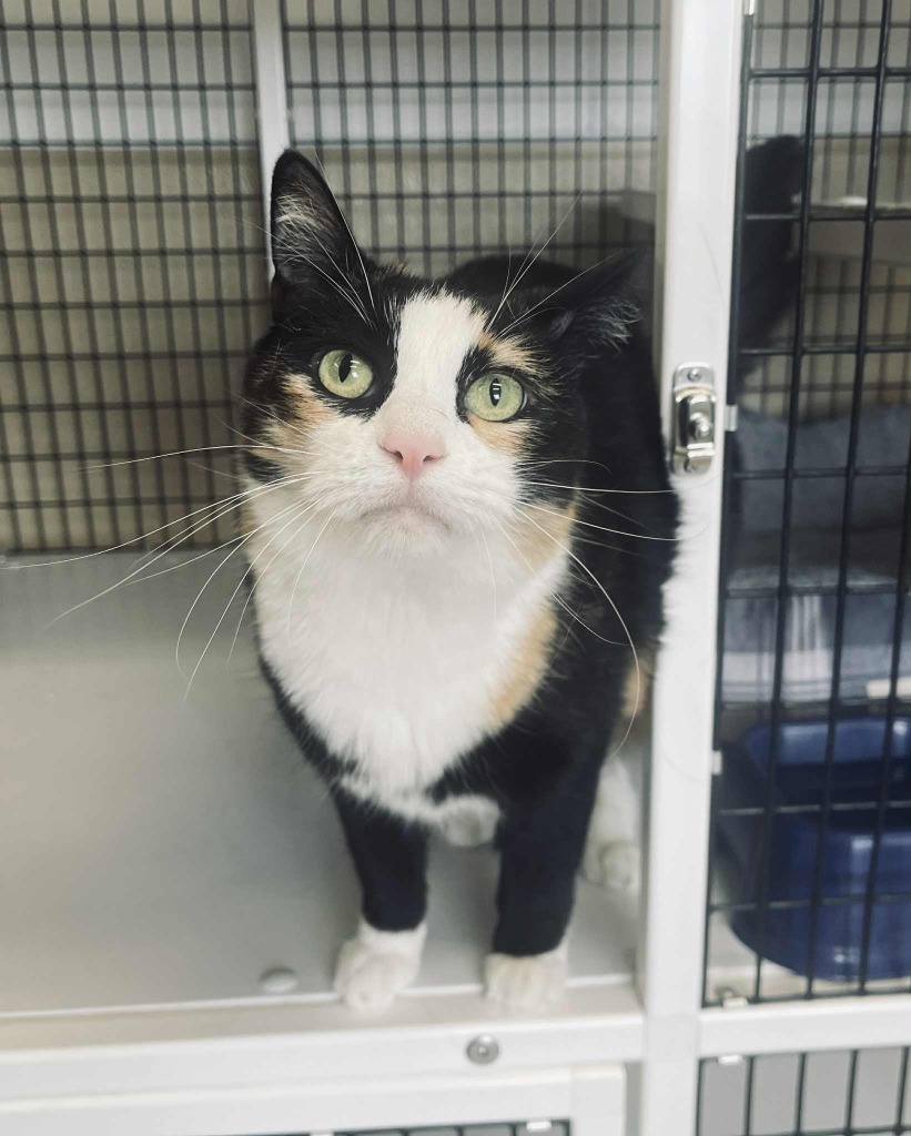 Mouser, an adoptable Domestic Medium Hair in Green River, WY, 82935 | Photo Image 4