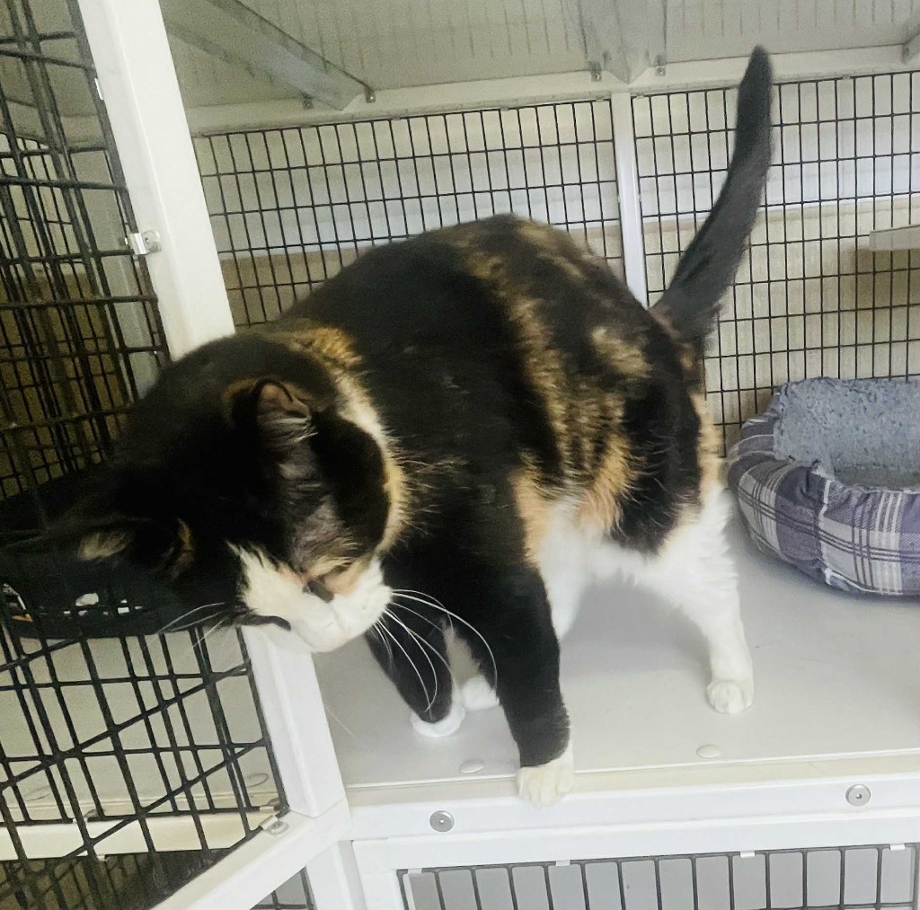 Mouser, an adoptable Domestic Medium Hair in Green River, WY, 82935 | Photo Image 5