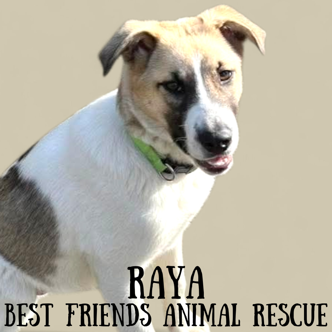 Raya, an adoptable Akita in Wasilla, AK, 99654 | Photo Image 3