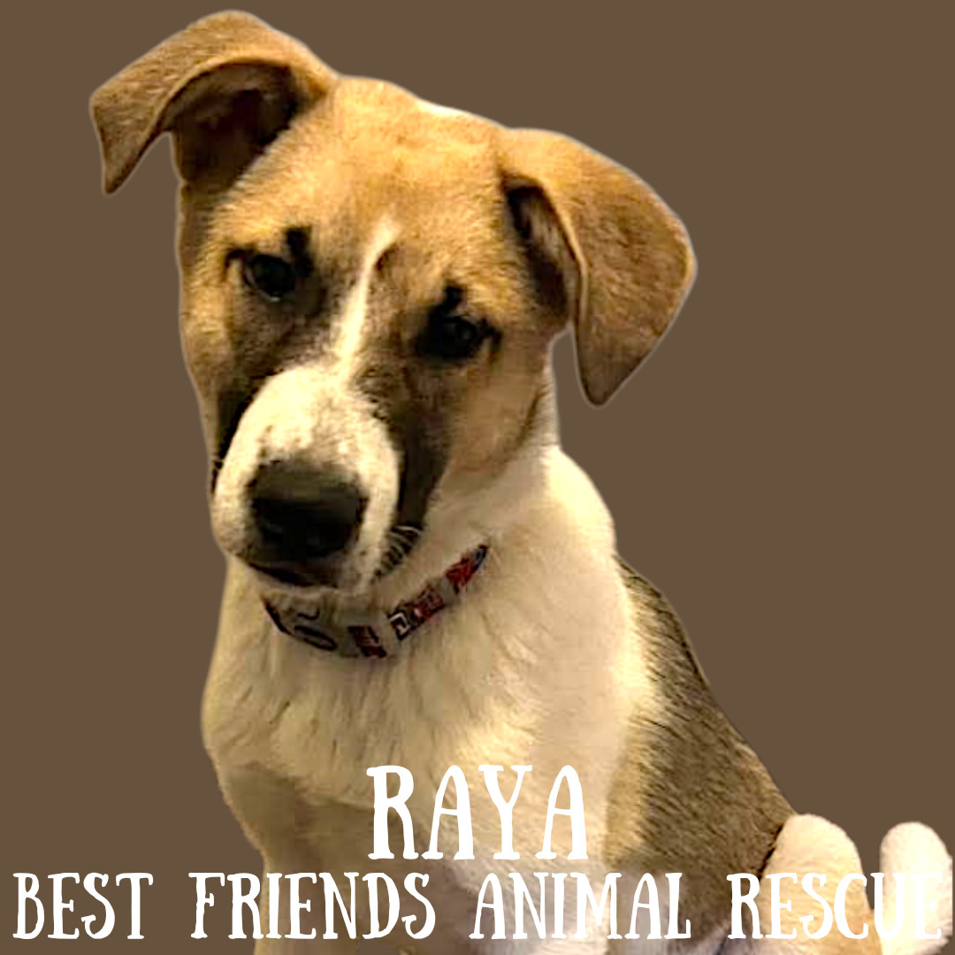 Raya, an adoptable Akita in Wasilla, AK, 99654 | Photo Image 4