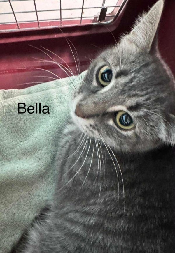 Bella