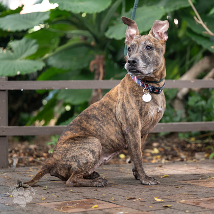 Sassy, an adoptable Mixed Breed in Honolulu, HI, 96826 | Photo Image 1