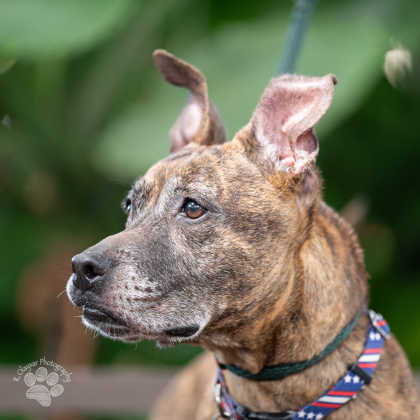 Sassy, an adoptable Mixed Breed in Honolulu, HI, 96826 | Photo Image 2