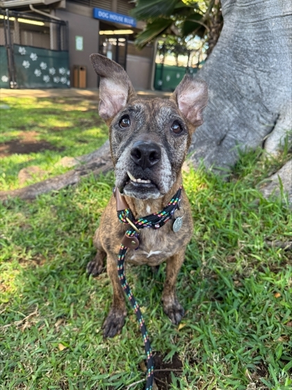 Sassy, an adoptable Mixed Breed in Honolulu, HI, 96826 | Photo Image 3