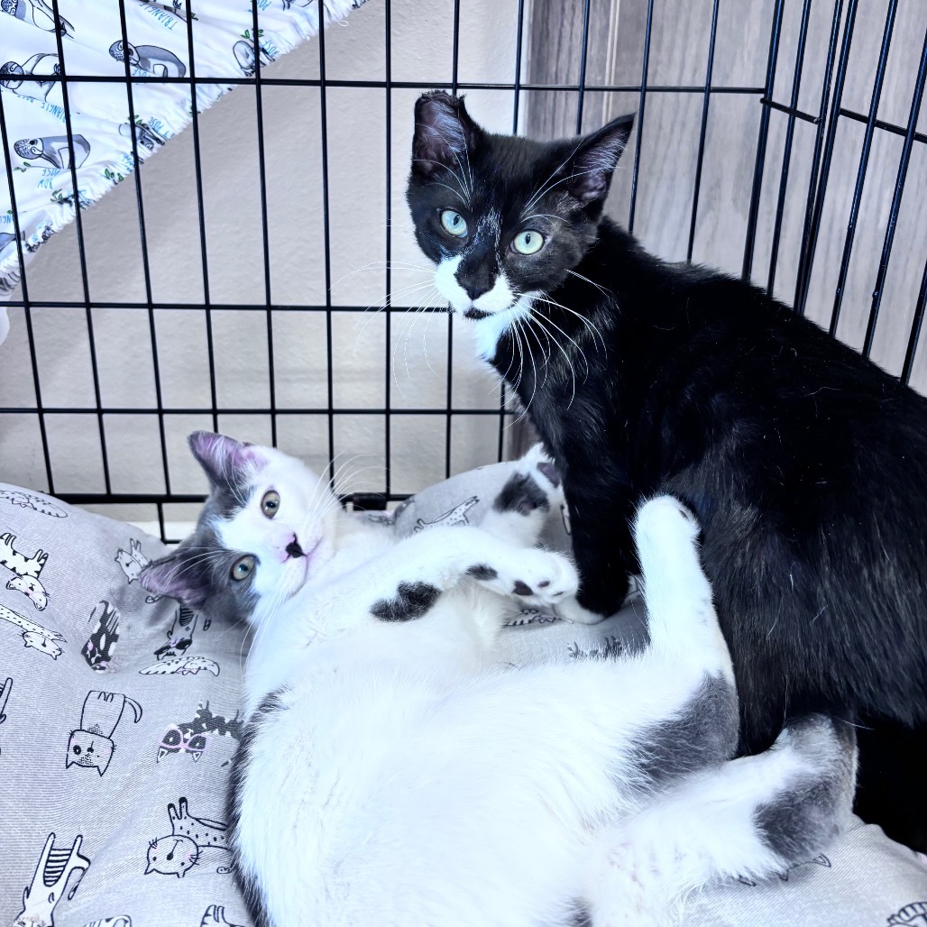 Blackberry, an adoptable Domestic Short Hair in Bismarck, ND, 58507 | Photo Image 3