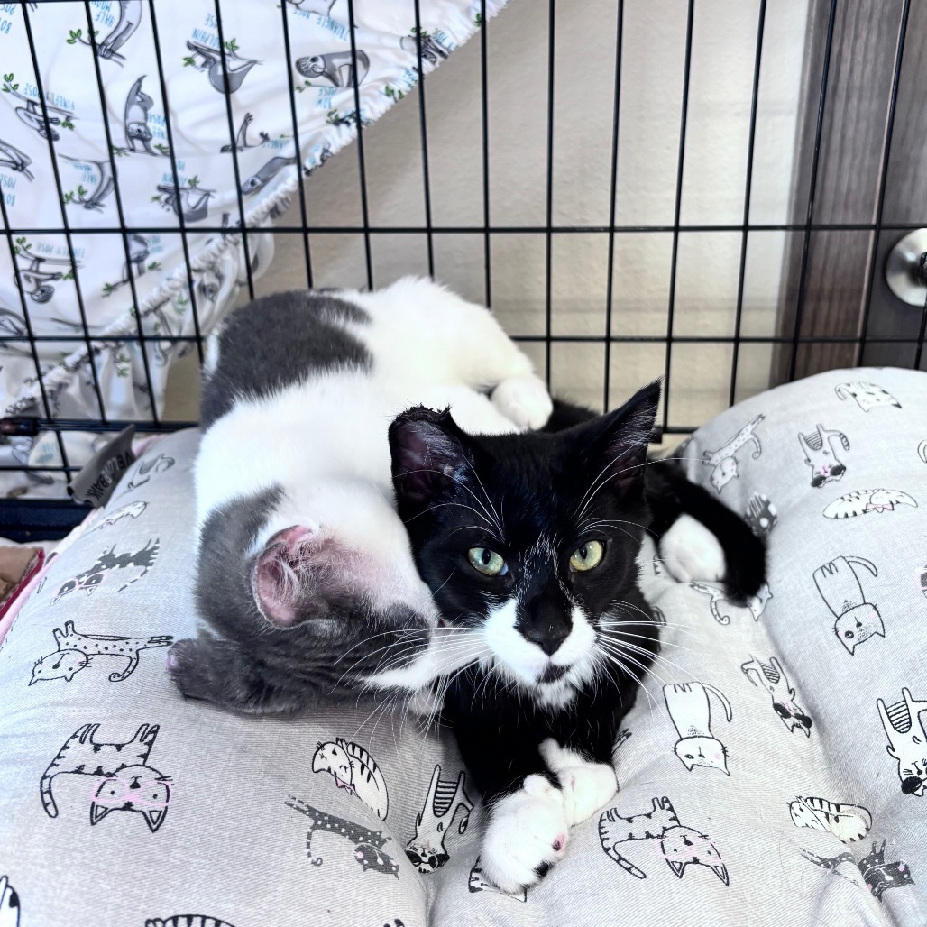 Blackberry, an adoptable Domestic Short Hair in Bismarck, ND, 58507 | Photo Image 4