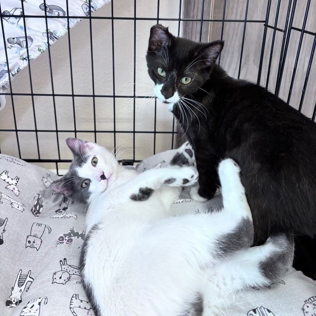 Blackberry, an adoptable Domestic Short Hair in Bismarck, ND, 58507 | Photo Image 5