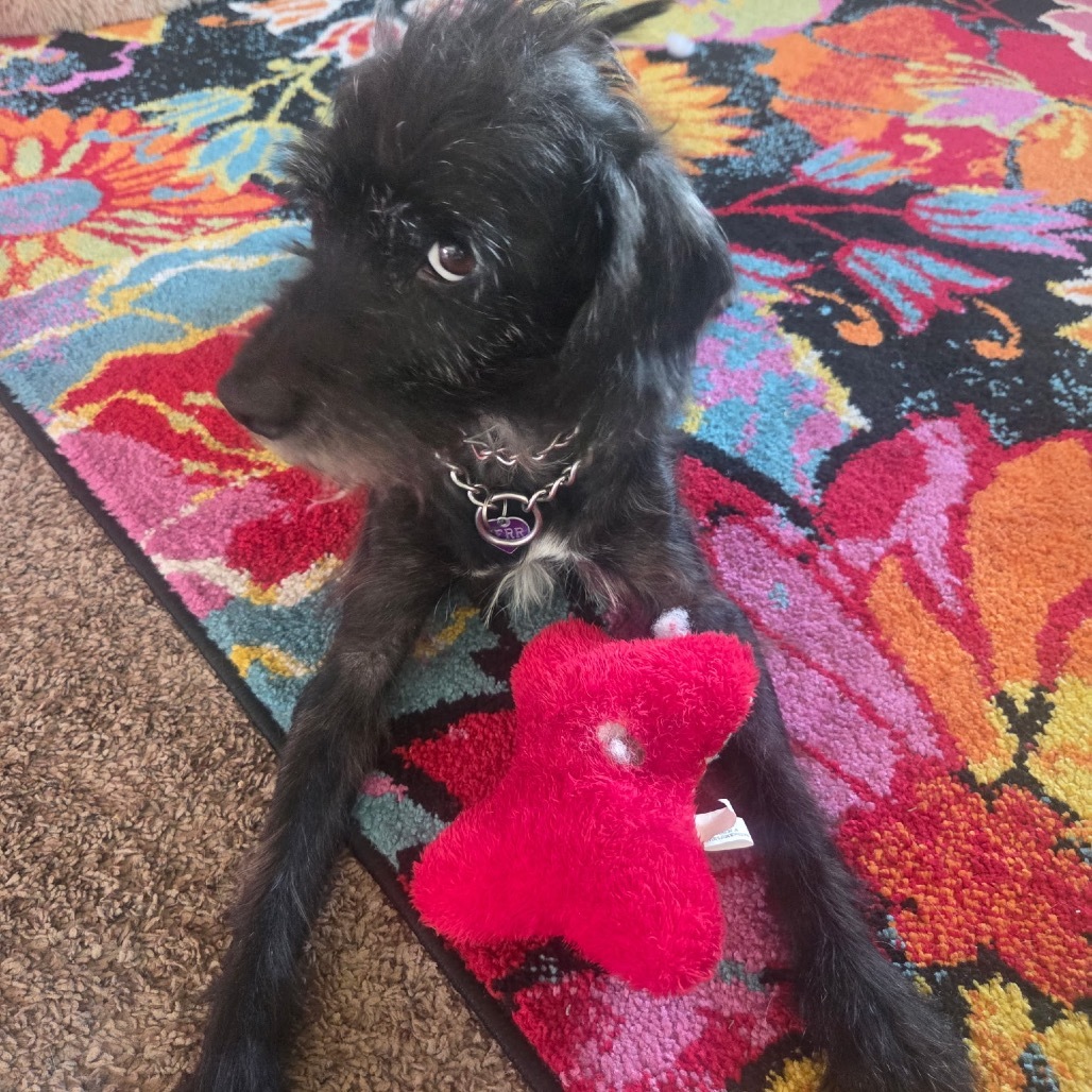 Toto, an adoptable Mixed Breed in Bismarck, ND, 58507 | Photo Image 1