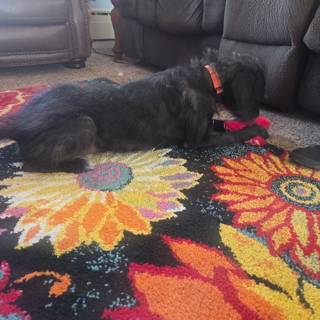 Toto, an adoptable Mixed Breed in Bismarck, ND, 58507 | Photo Image 3