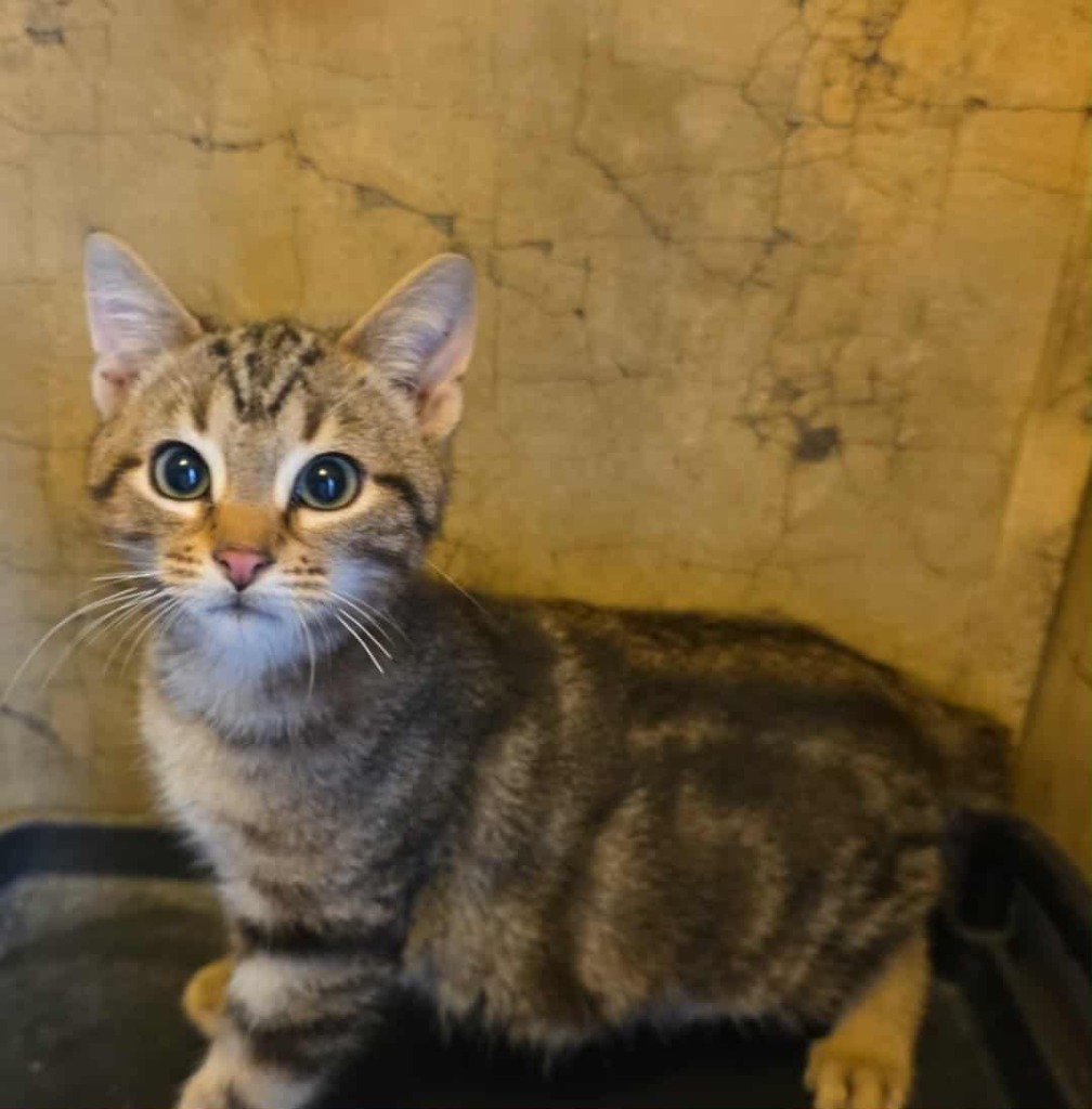 Tazz, an adoptable Domestic Short Hair in Fort Stockton, TX, 79735 | Photo Image 1