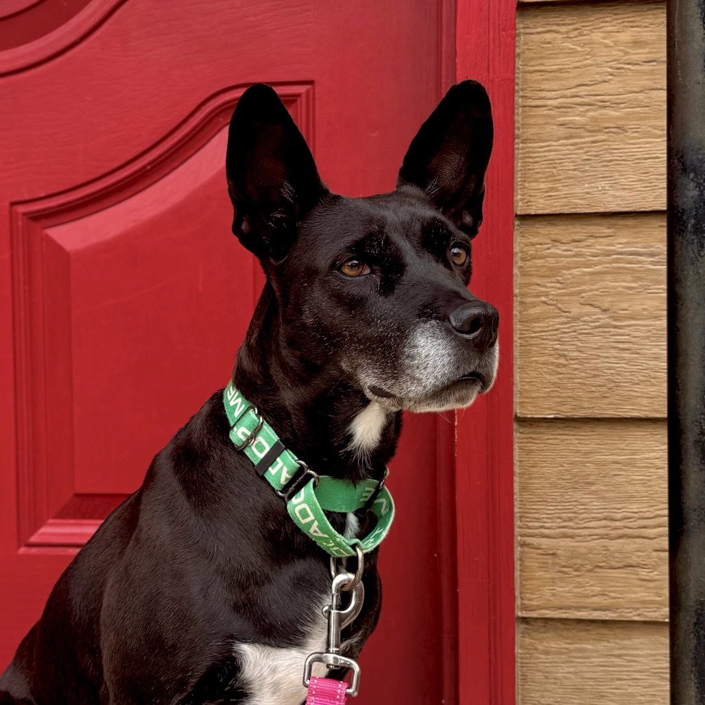 Fancy, an adoptable Mixed Breed in Lander, WY, 82520 | Photo Image 1